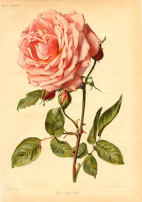 Rose Lyon Rose' - Revue horticole - 1910